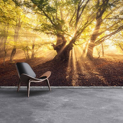 Papel de parede Árvore velha