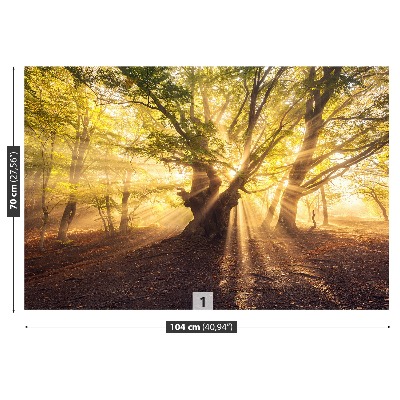 Papel de parede Árvore velha