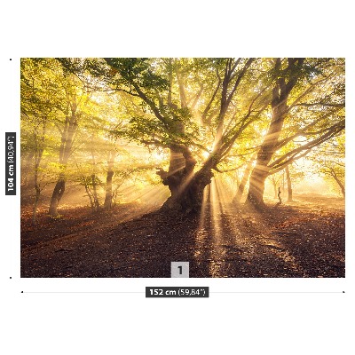 Papel de parede Árvore velha