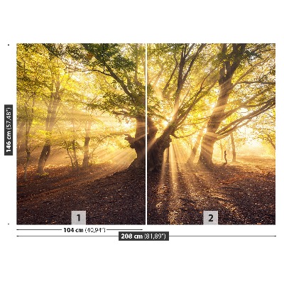 Papel de parede Árvore velha