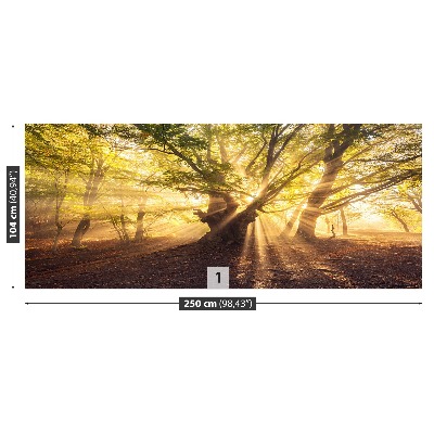 Papel de parede Árvore velha