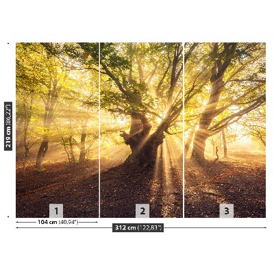 Papel de parede Árvore velha