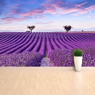 Mural de parede Campo de lavanda