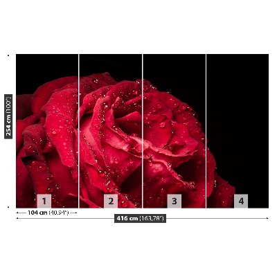 Papel de parede Rosa vermelha