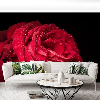 Papel de parede Rosa vermelha