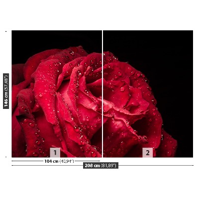 Papel de parede Rosa vermelha