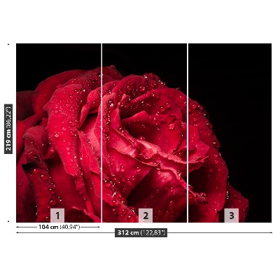 Papel de parede Rosa vermelha