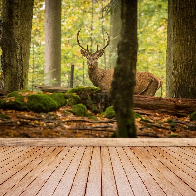 Papel de parede Floresta de veados