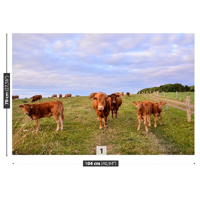 Papel de parede Vacas