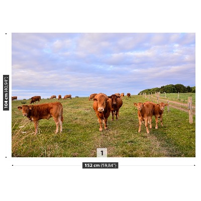 Papel de parede Vacas