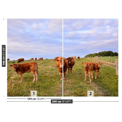 Papel de parede Vacas
