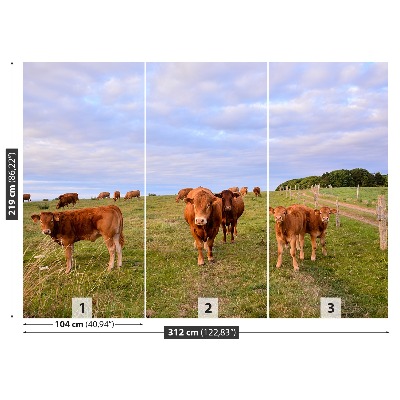 Papel de parede Vacas