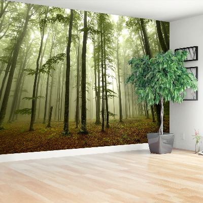 Papel de parede Floresta enevoada