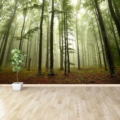 Papel de parede Floresta enevoada