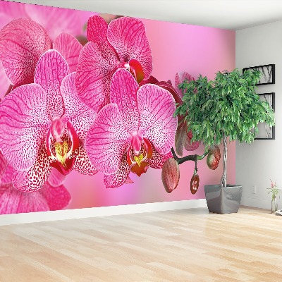 Mural de parede Orquídea Rosa