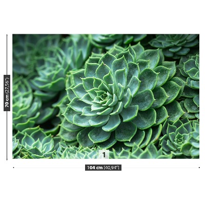 Papel de parede Cacto Verde