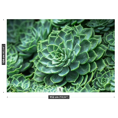 Papel de parede Cacto Verde