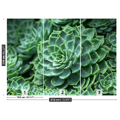 Papel de parede Cacto Verde