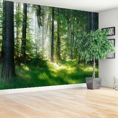 Papel de parede Abetos vermelhos