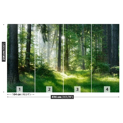 Papel de parede Abetos vermelhos