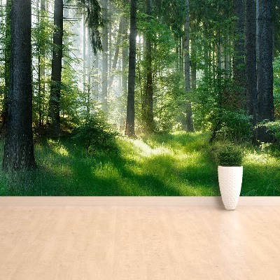 Papel de parede Abetos vermelhos