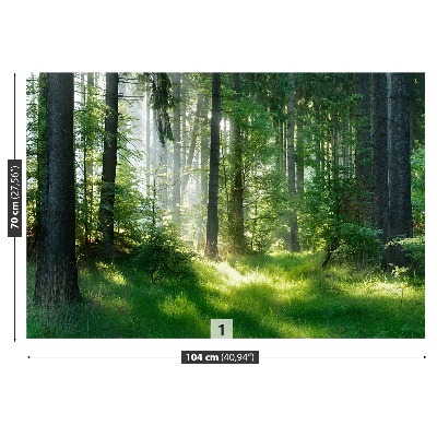 Papel de parede Abetos vermelhos