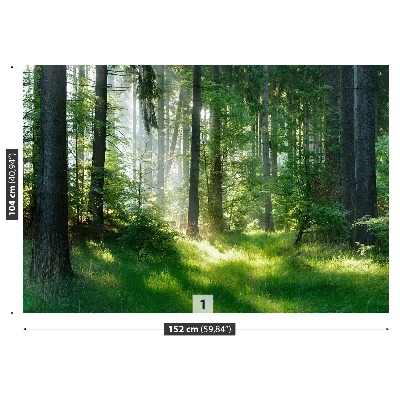 Papel de parede Abetos vermelhos