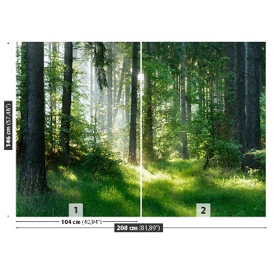 Papel de parede Abetos vermelhos