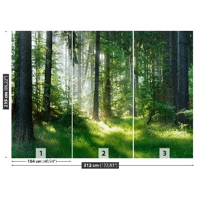 Papel de parede Abetos vermelhos