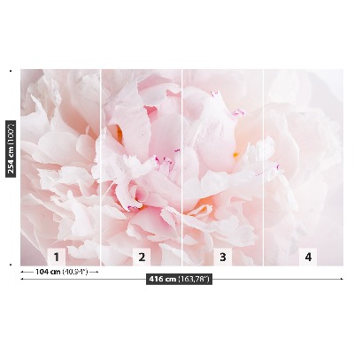 Papel de parede Peônia Rosa