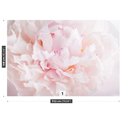 Papel de parede Peônia Rosa