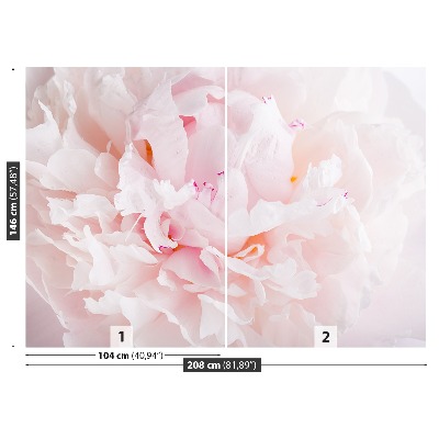 Papel de parede Peônia Rosa