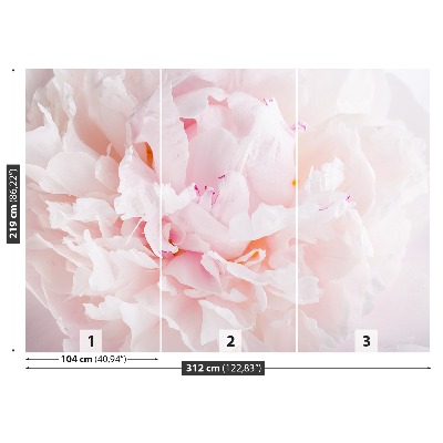 Papel de parede Peônia Rosa