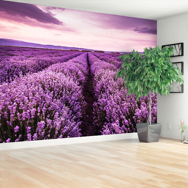 Mural de parede Lavanda florescendo