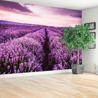 Mural de parede Lavanda florescendo