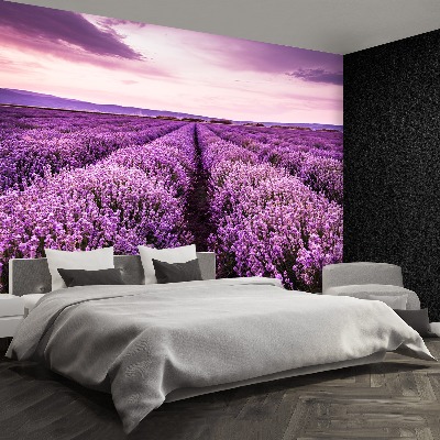 Mural de parede Lavanda florescendo