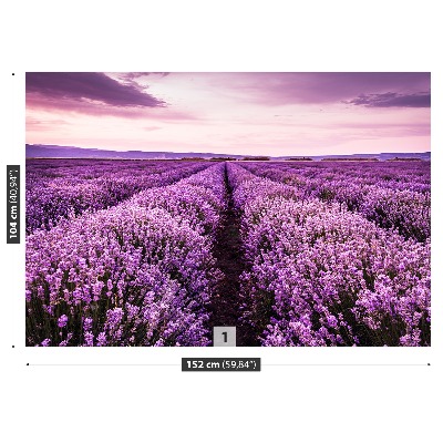 Mural de parede Lavanda florescendo