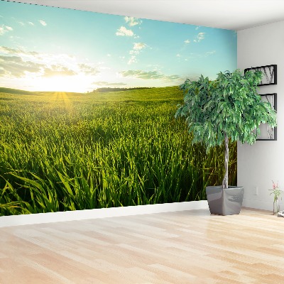 Papel de parede Prado verde