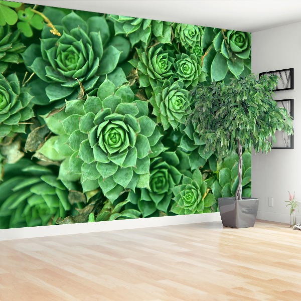 Papel de parede Sedum Verde