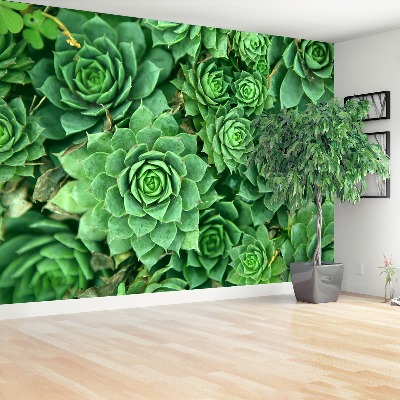 Papel de parede Sedum Verde