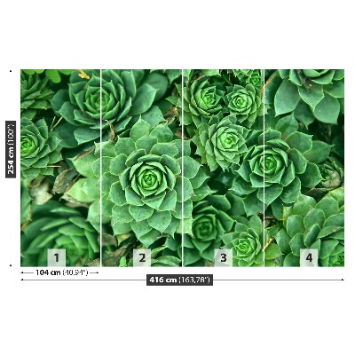 Papel de parede Sedum Verde