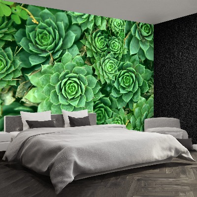 Papel de parede Sedum Verde
