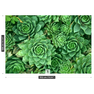 Papel de parede Sedum Verde