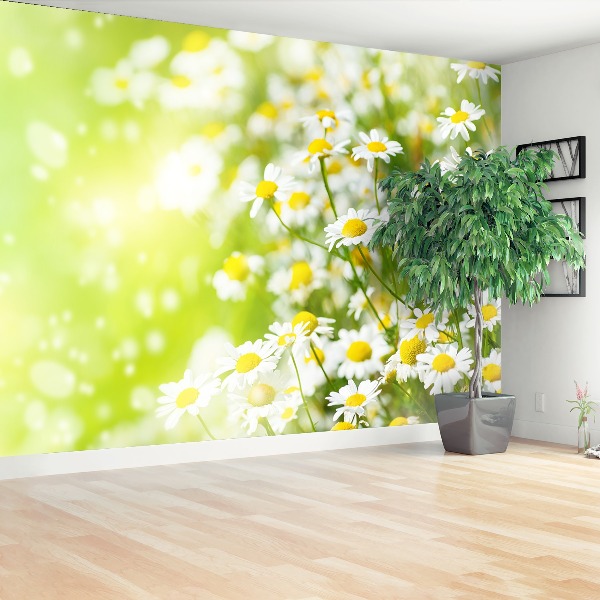 Mural de parede Camomila