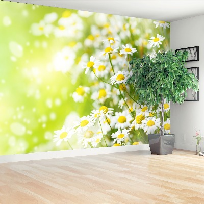Mural de parede Camomila