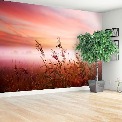 Papel de parede neblina matinal