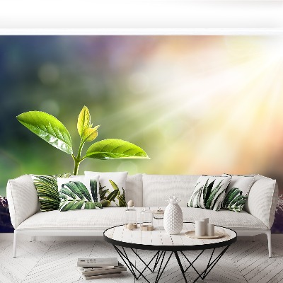 Papel de parede Broto Verde