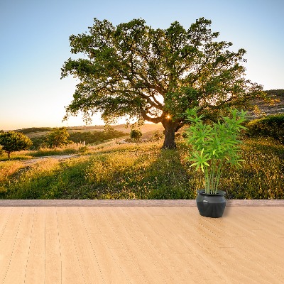 Papel de parede Carvalho