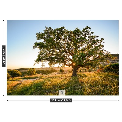 Papel de parede Carvalho