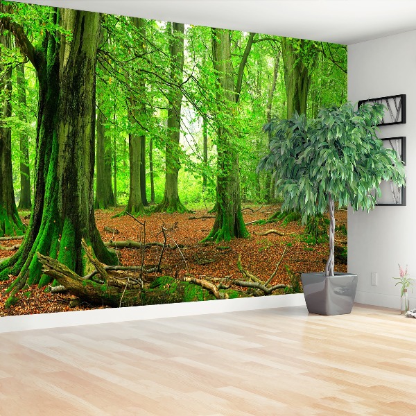 Mural de parede Floresta de faias